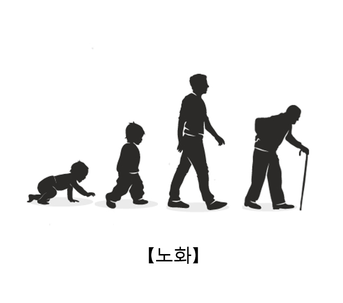 노화 늦추는 식습관 관리법 - 젊음을 지키는 음식