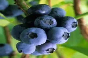 블루베리