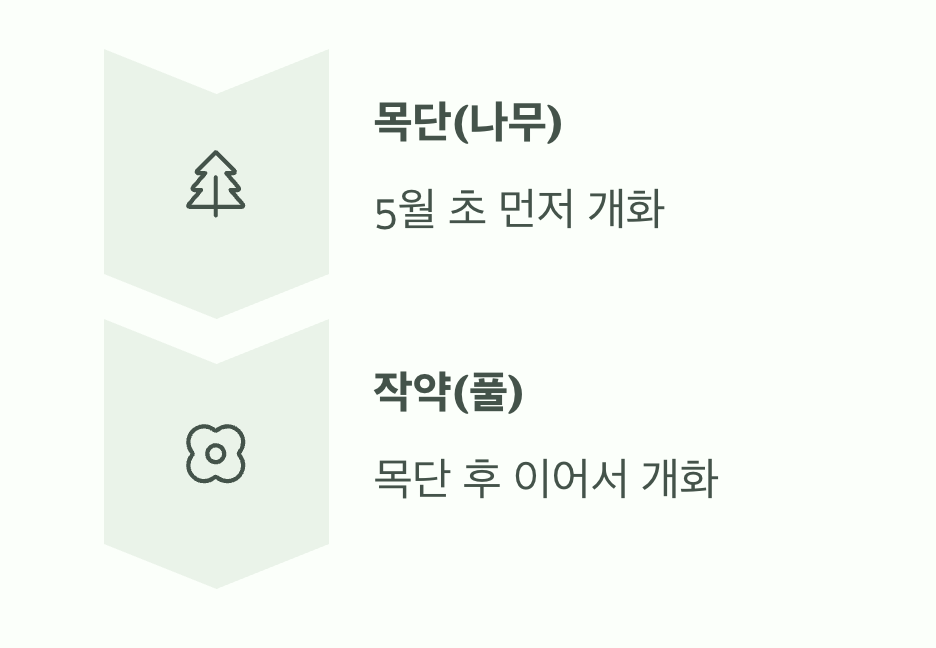 작약과의 아름다운 조화