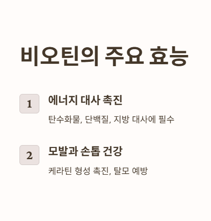 비오틴의 주요 효능