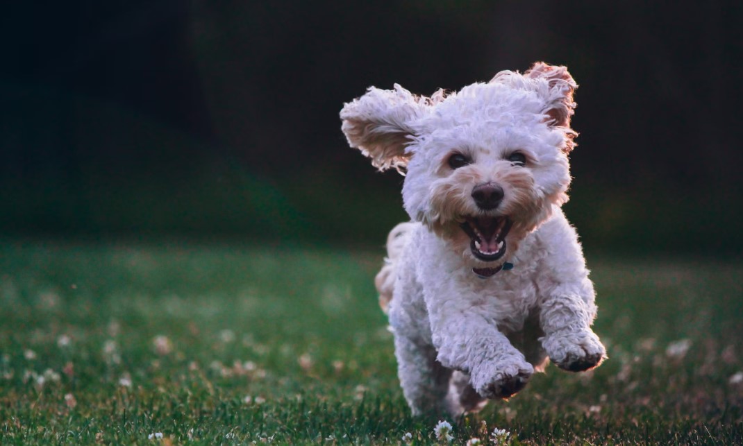 강아지 자연식과 사료 비교 관련