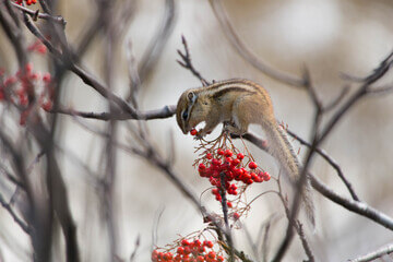 마가목 효능은 우리가 생각하는 것보다 효능이 매우 많습니다.