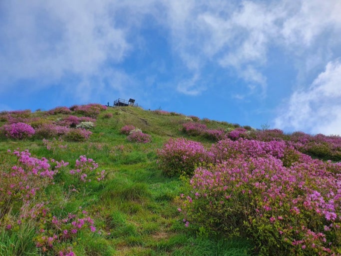 [5월 봄꽃 축제]2025 영주 소백산 철쭉제❘기본 정보, 프로그램, 개화상황 정리