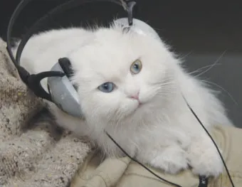 &amp;quot;고양이
