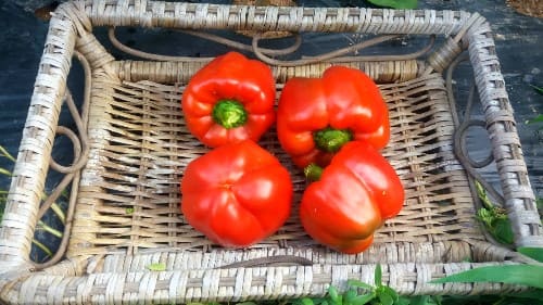 파프리카-키우기-빨강-파프리카-수확시기-수확