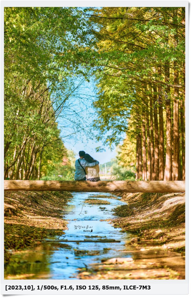 [경주 가을] 경북산림연구원(천년숲정원) 외나무다리 포토 스팟 위치 및 주차