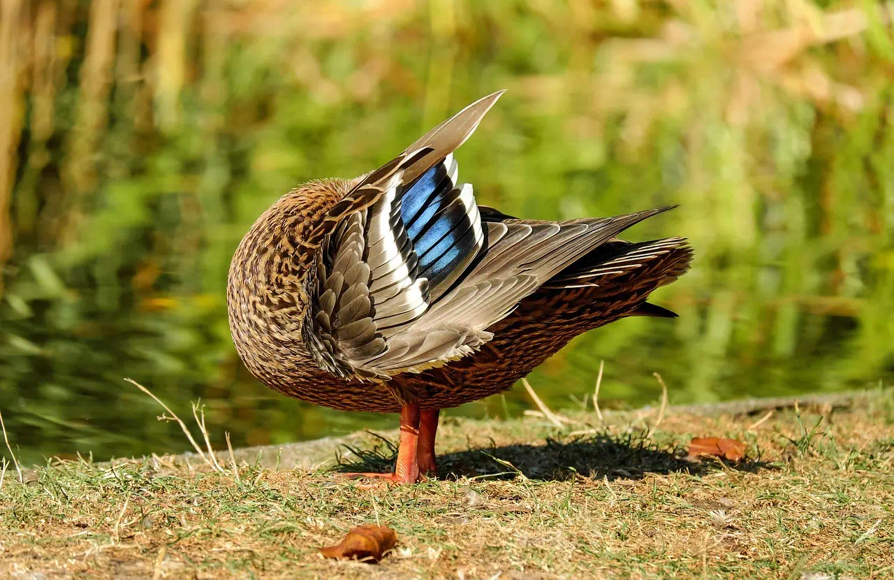 자연의 깔끔한 환경에서 사는 새의이미지