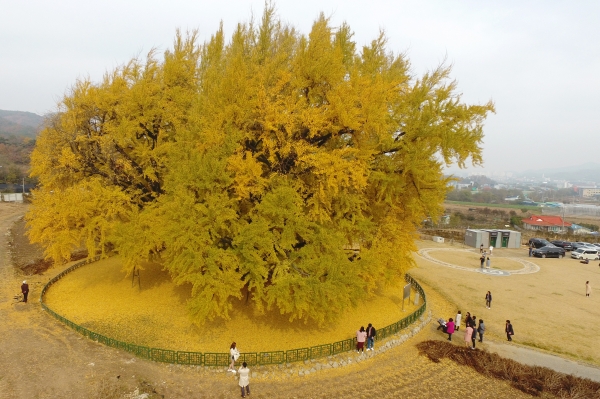 강원도 원주시 반계리 은행나무, 가을 여행의 명소