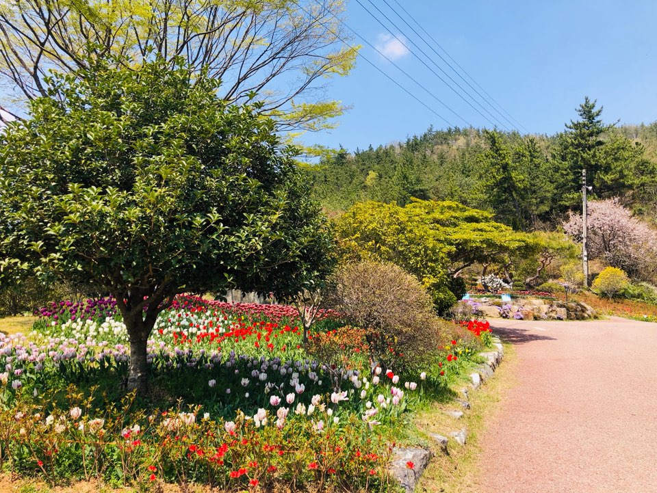 장흥 하늘빛수목정원 튤립축제