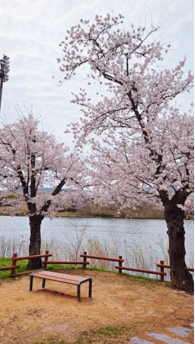 경주 벚꽃 개화 시기 및 축제 및 명소와 관련된 사진