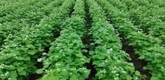 메밀 재배 파종 적기 배수 관리 비료 절감 요령_4