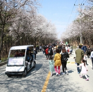 대릉원돌담길 벚꽃축제
