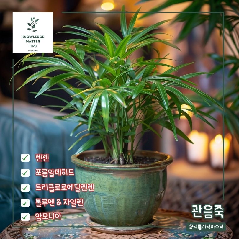새집증후군 식물 관음죽
