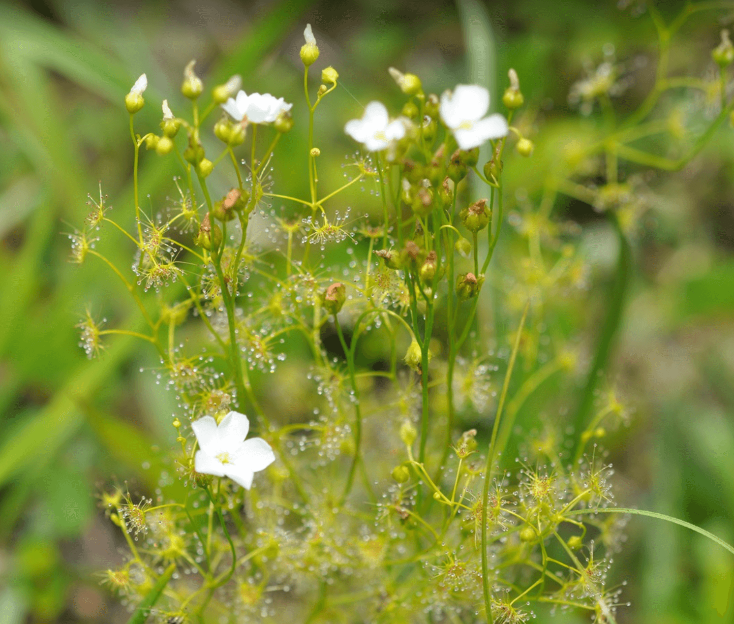 멸종위기 동식물 끈끈이귀개를 지키는 방법: 작은 습지의 ‘수문·영양염·밟힘’ 보전