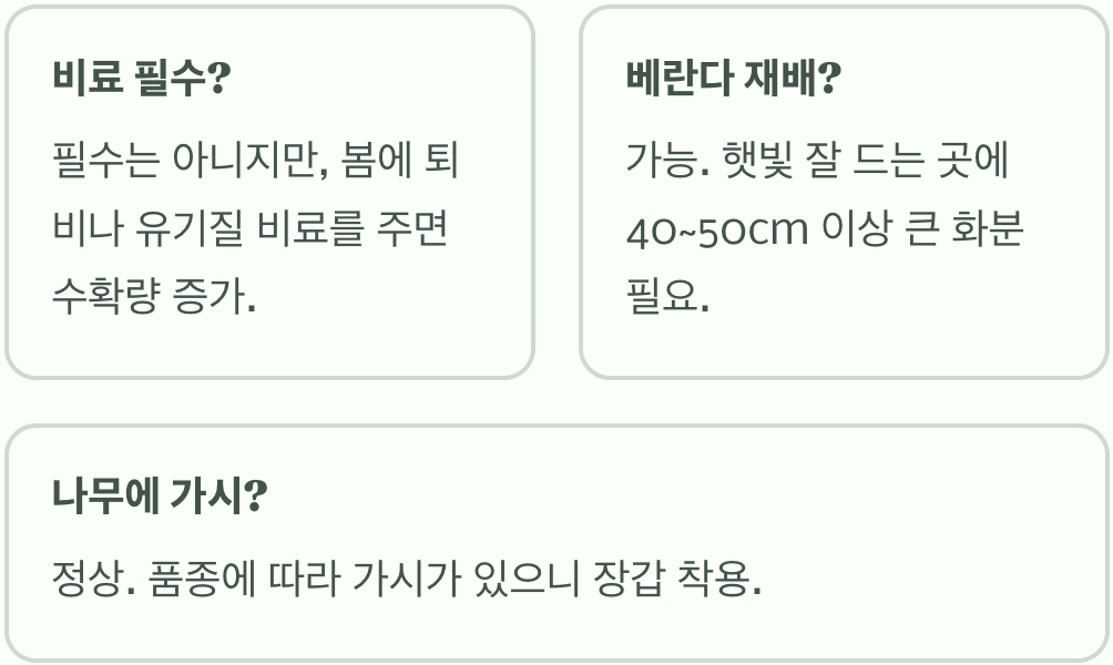 실패 없는 보리수나무 키우기 A to Z (모종 심기, 물주기, 가지치기)