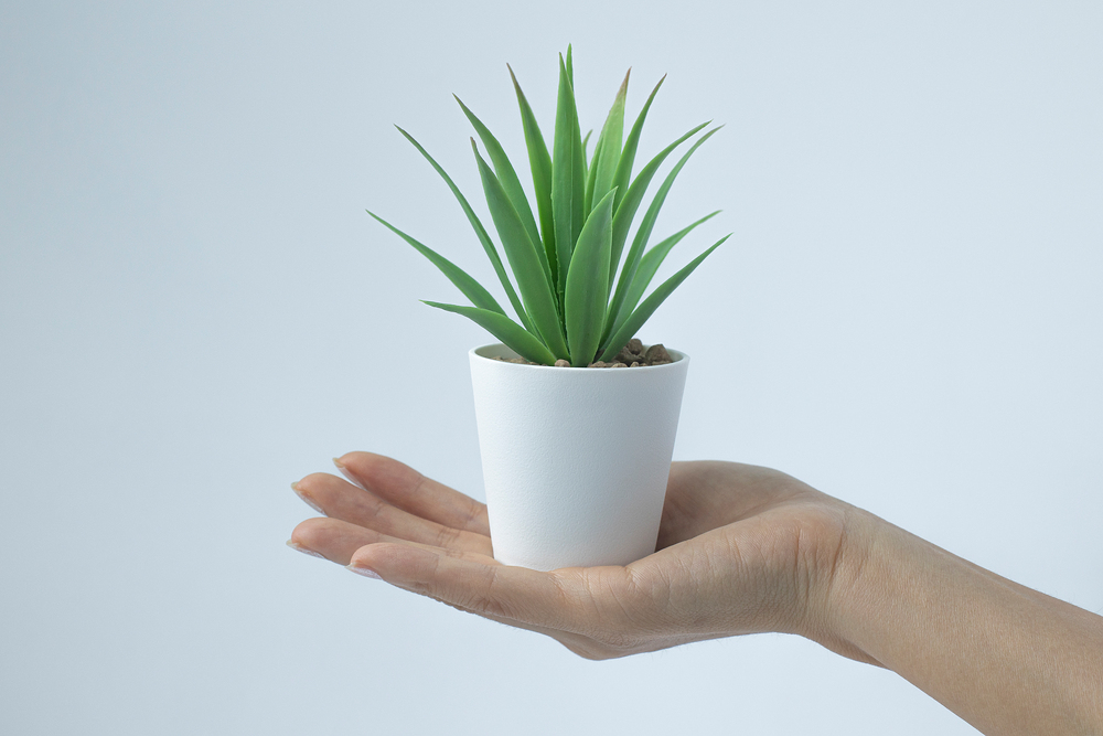 집에서 키울수 있는 식물