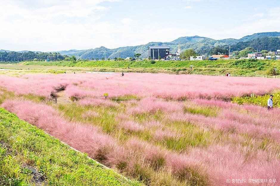 유구 핑크뮬리정원