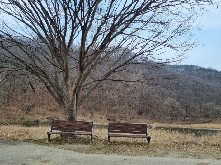 느티나무