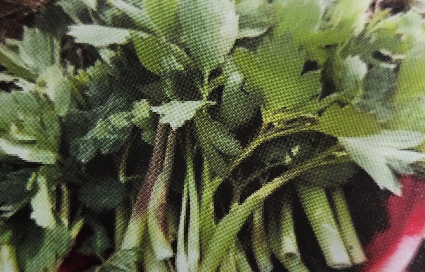 식방풍