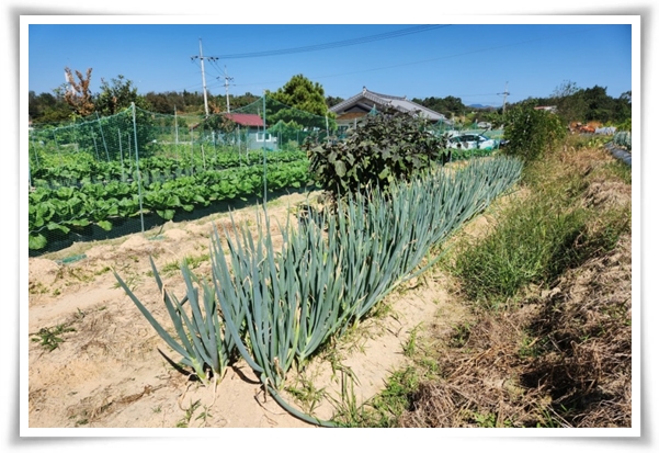 "9월에 심기 좋은 텃밭 작물" 풍성한 수확을 위한 최고의 작물 선택과 관리 비법!