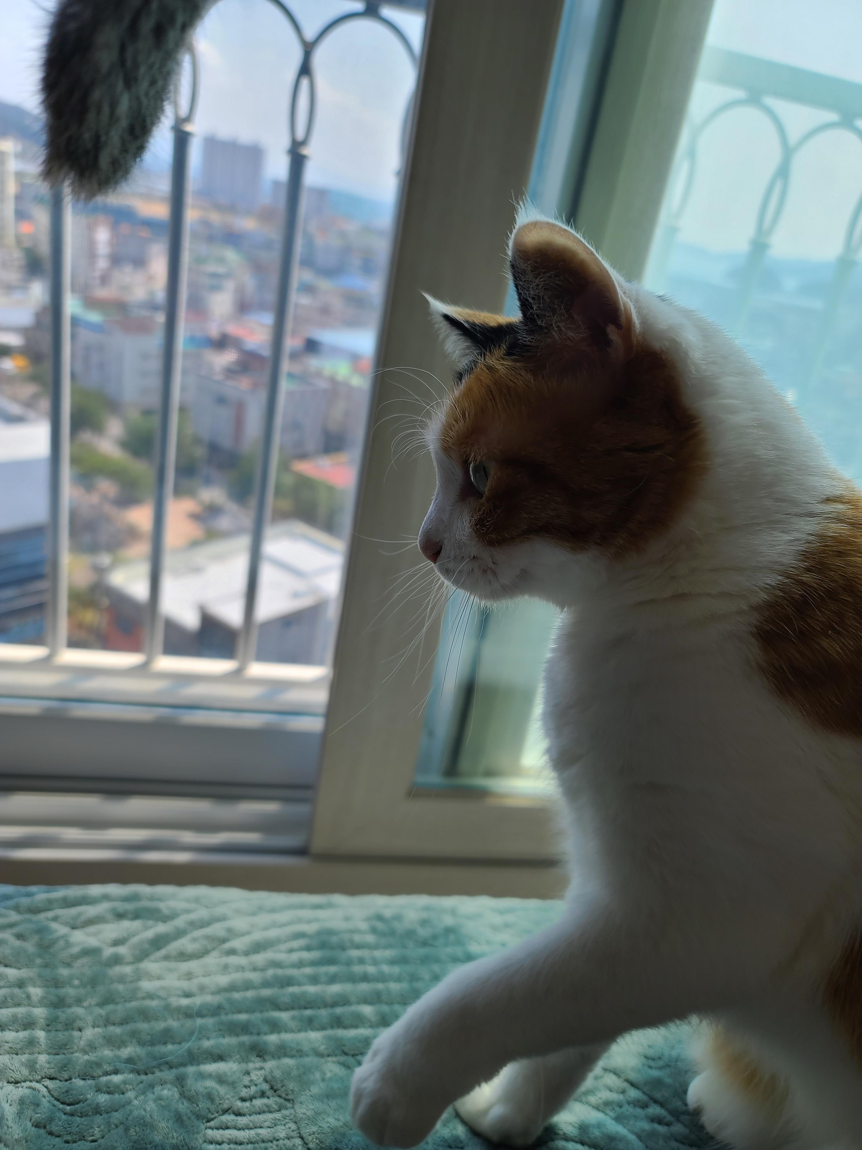 고양이 수염의 역할. 우리집 고양이들의 사냥할때 수염 모양새. 수염발사!! 사진귀여움 주의!