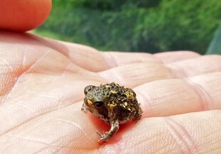 부쉬벨드 레인프록