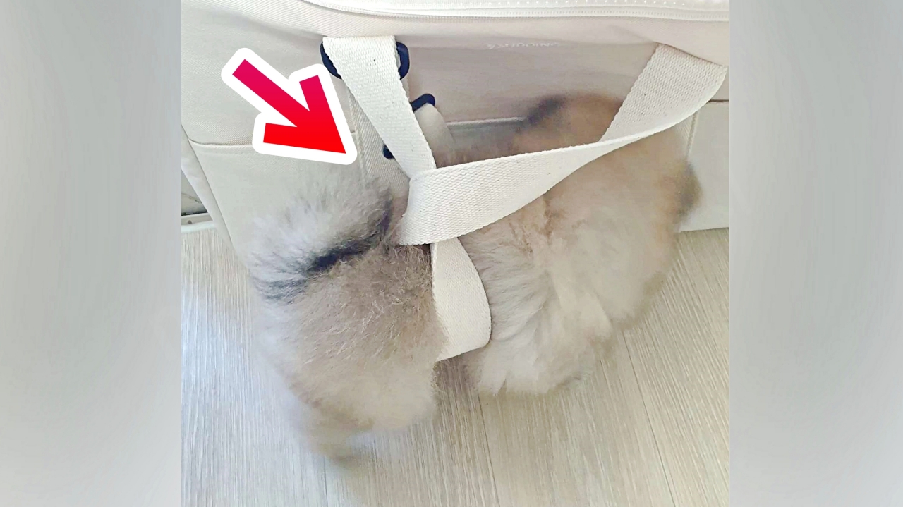 가방으로 장난치는 아기 강아지