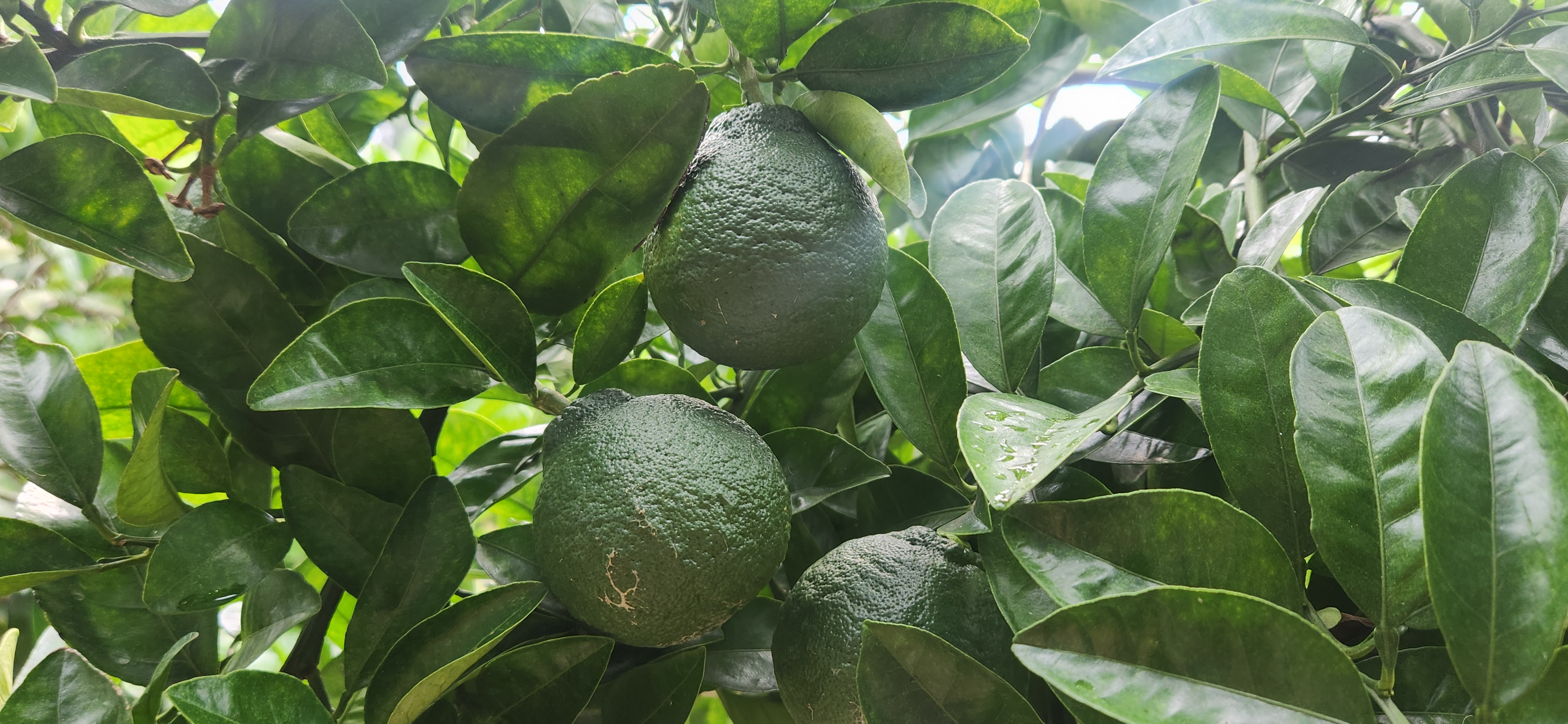 싱그럽게 익어가는 청귤