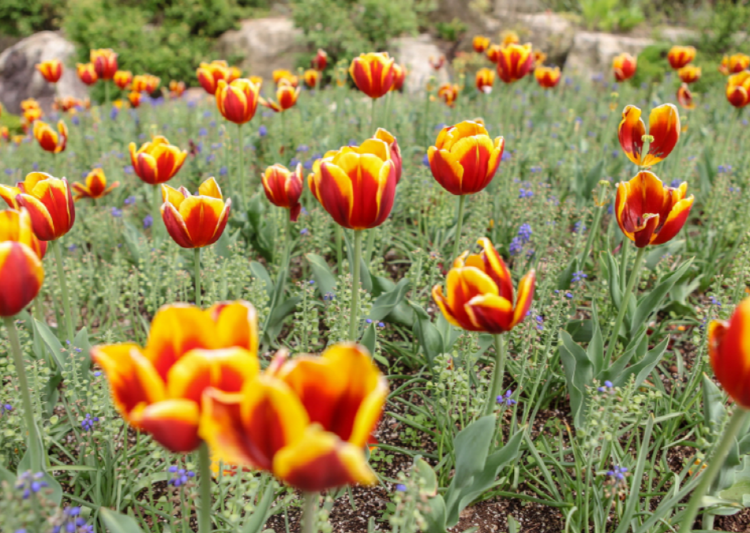 대구 네이처파크 플라워가든