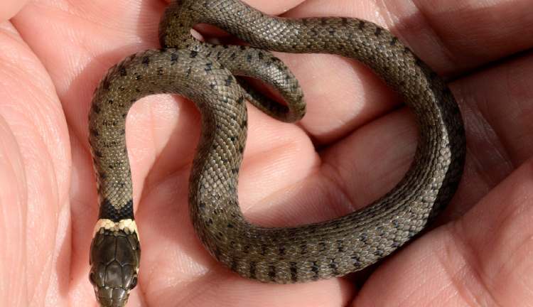 아침고요 동물원