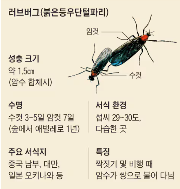 러브 버그 익충