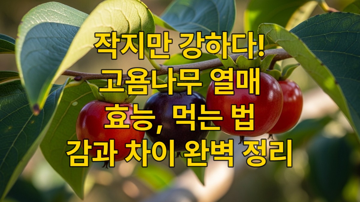 가을 햇살 아래 주렁주렁 열린 검붉은 고욤나무 열매들이 건강하고 먹음직스러운 모습입니다.