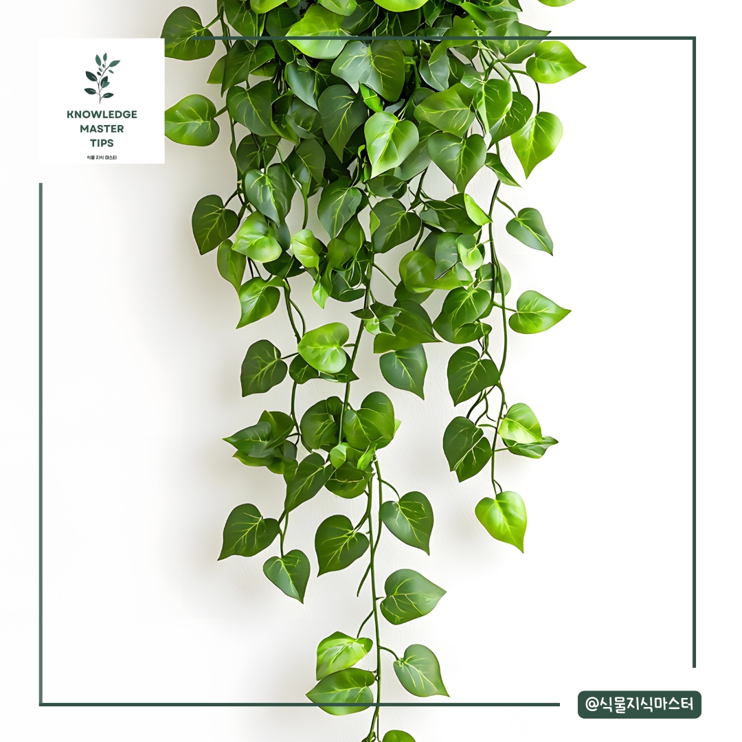 아이비는 물보다 건조함과 해충 관리가 중요해요