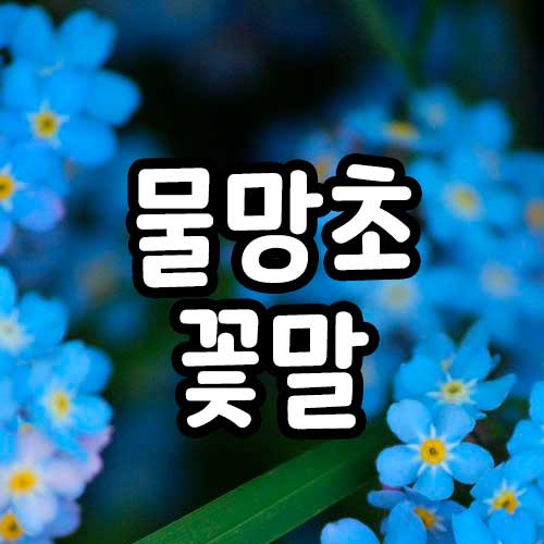 물망초 꽃말