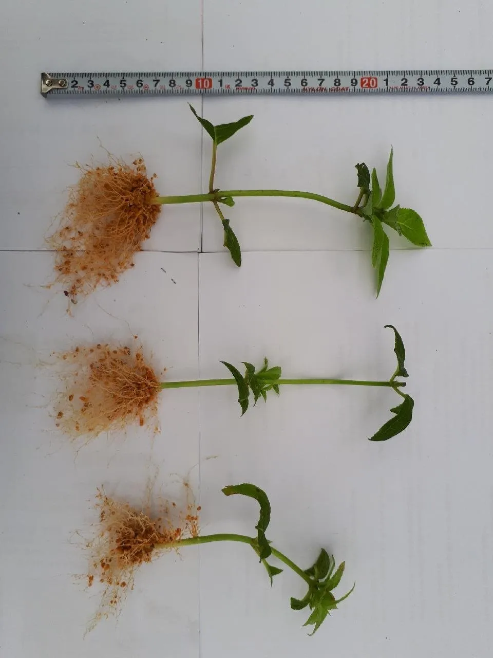 꺾꽂이 번식 시기선정 도구준비 삽목토관리 뿌리내리기 쉬운 식물_3