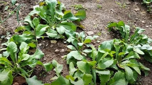 고들빼기-재배법-생태특성-재배작형-개화시기