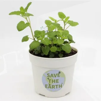 레몬밤 재배 반그늘 배치 화분 재배 잎 차로 활용_4