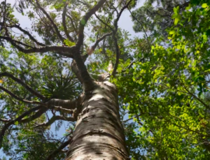 식목일 공휴일 폐지 부활 변천사 그 이유
