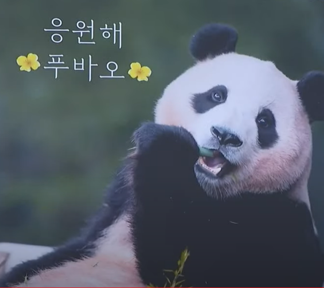 푸바오 떠나기 전