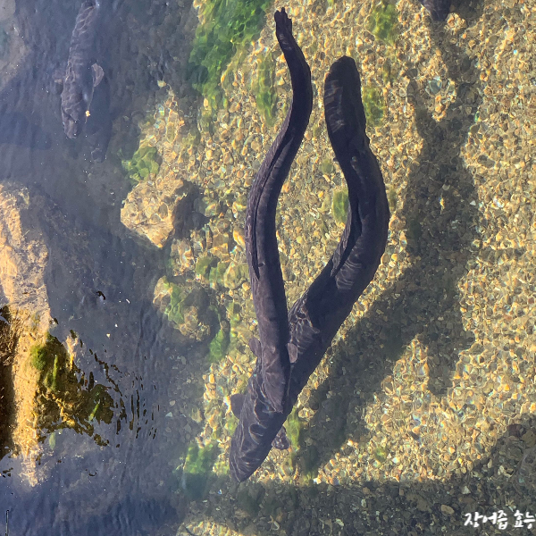 장어즙 효능 알아보고 드세요!