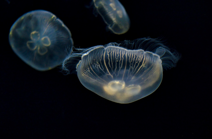 깊은 바다 속 희귀 생물들