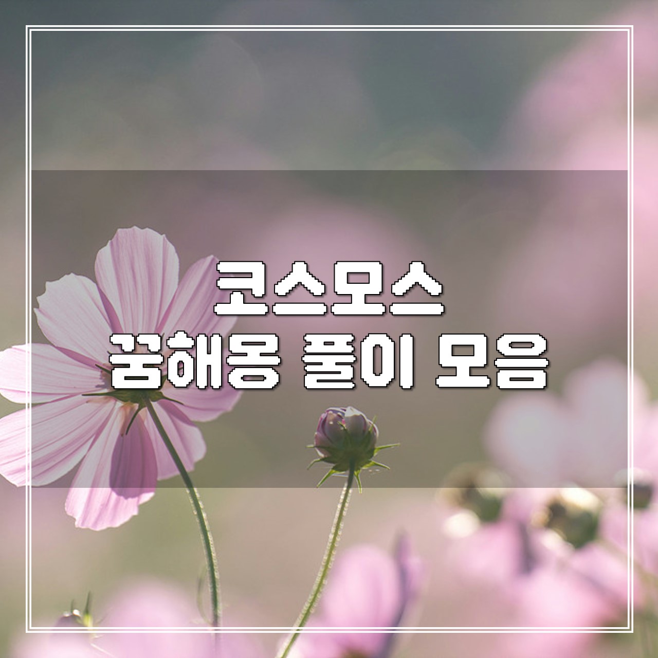 코스모스 꿈, 꿈해몽 풀이 모음 썸네일