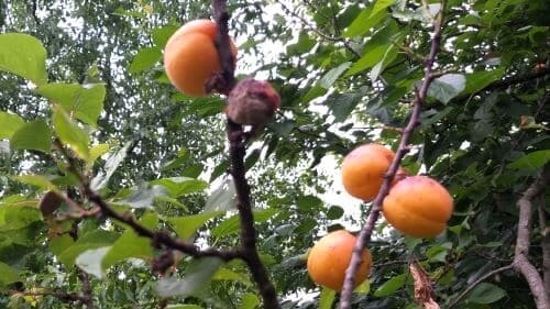 살구-독성-부작용