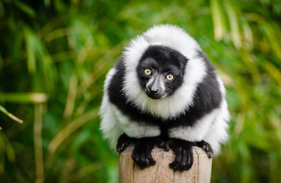 여행에서 만날 수 있는 희귀동물, 생태 여행 추천