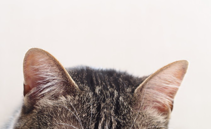고양이 귀 사진.