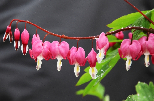 가을에 피는 꽃 금강초롱꽃