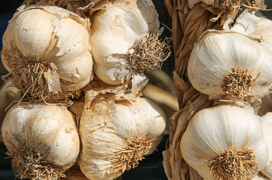 가을에 심는 작물