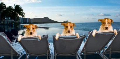 애견동반 리조트