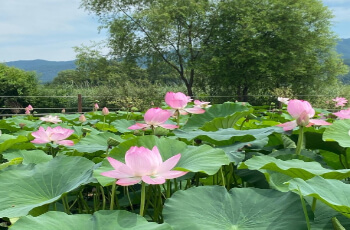 세미원 연꽃축제 연꽃문화제_7