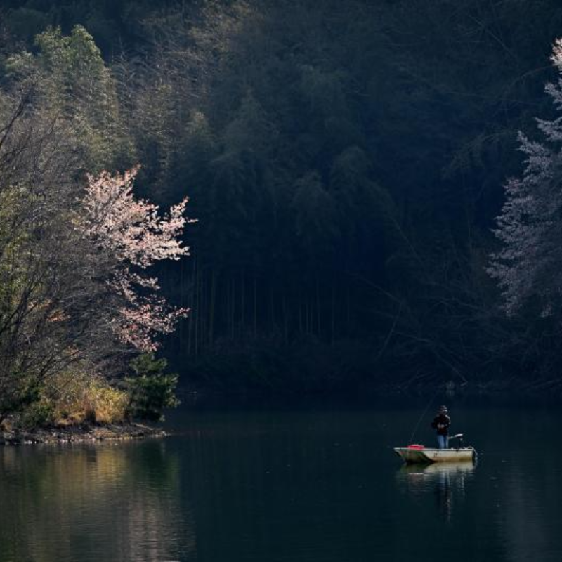 벚꽃명소